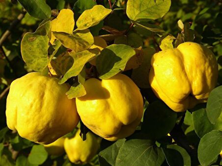 EKMEK AYVASI FİDANI 3 ADET - TÜPLÜ ve AŞILI