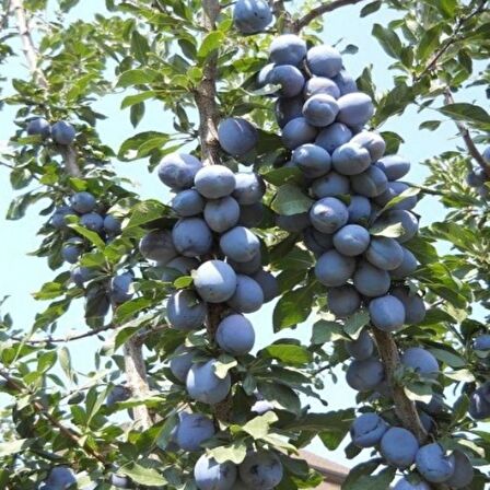 BİRTON (STANLEY) ERİK FİDANI - TÜPLÜ ve AŞILI