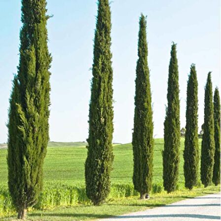 AKDENİZ SERVİSİ 20 ADET - ÇİT PEYZAJ BİTKİSİ 100 cm