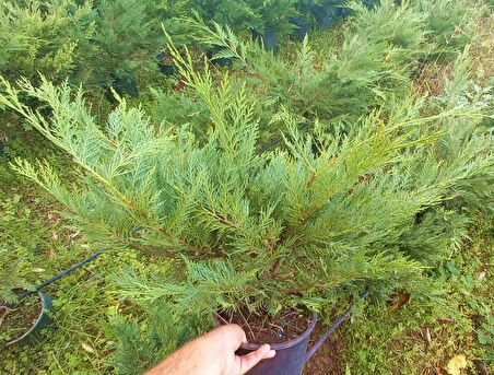 YAYILICI LEYLANDİ  5 ADET - YER ÖRTÜCÜ BİTKİ 40-60 cm