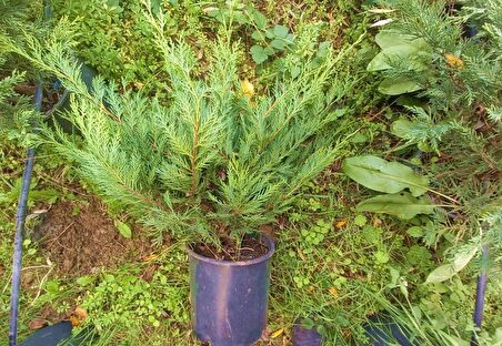 YAYILICI LEYLANDİ  5 ADET - YER ÖRTÜCÜ BİTKİ 40-60 cm