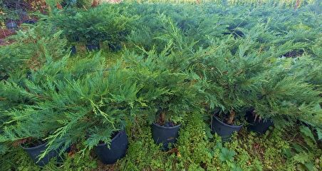 YAYILICI LEYLANDİ  5 ADET - YER ÖRTÜCÜ BİTKİ 40-60 cm