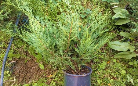 YAYILICI LEYLANDİ  5 ADET - YER ÖRTÜCÜ BİTKİ 40-60 cm