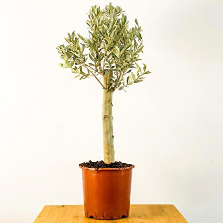 BONSAİ ZEYTİN 5 ADET - HEDİYELİK SALON OFİS BİTKİSİ
