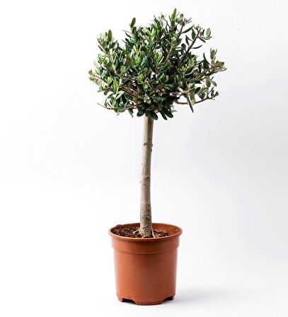 BONSAİ ZEYTİN 5 ADET - HEDİYELİK SALON OFİS BİTKİSİ