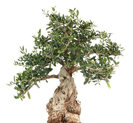 BONSAİ ZEYTİN 5 ADET - HEDİYELİK SALON OFİS BİTKİSİ