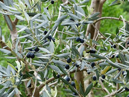 BONSAİ ZEYTİN 5 ADET - HEDİYELİK SALON OFİS BİTKİSİ