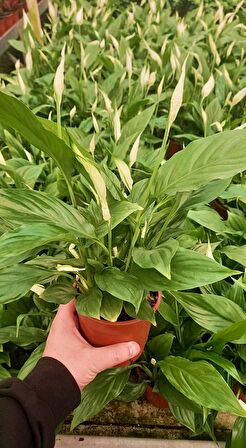 BARIŞ ÇİÇEĞİ Spathiphyllum - Hediyelik Salon Ofis Bitkisi