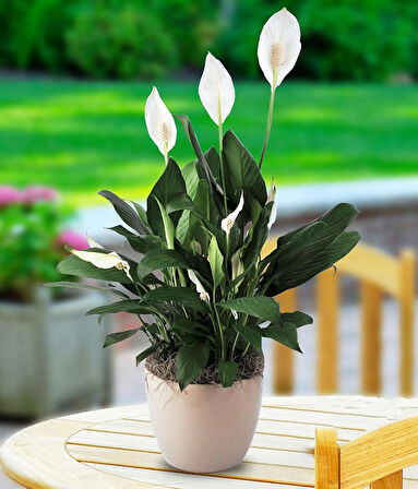 BARIŞ ÇİÇEĞİ Spathiphyllum 5 ADET - Hediyelik Salon Ofis Bitkisi