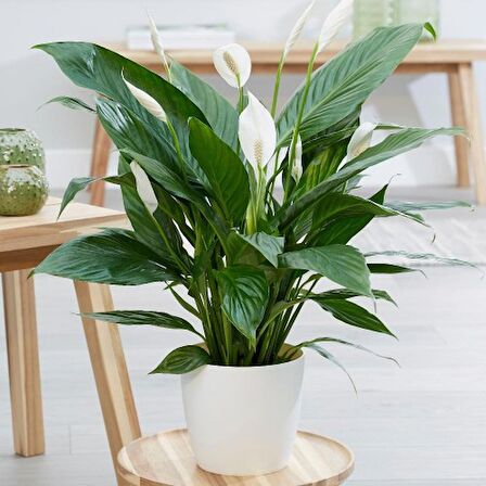 BARIŞ ÇİÇEĞİ Spathiphyllum 5 ADET - Hediyelik Salon Ofis Bitkisi