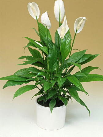 BARIŞ ÇİÇEĞİ Spathiphyllum 5 ADET - Hediyelik Salon Ofis Bitkisi