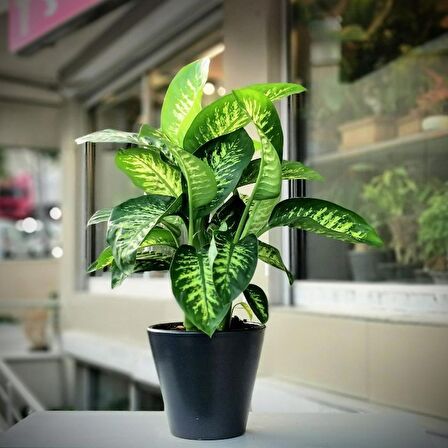 DİFENBAHYA SALON ve OFİS BİTKİSİ 5 ADET HEDİYELİK 30-40 cm