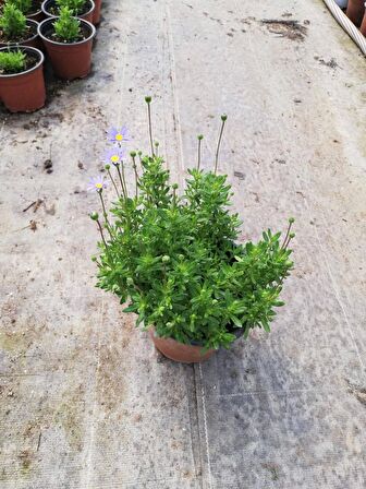 MAVİ PAPATYA FELİCİA 20 ADET