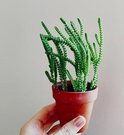 PRENSES ÇAMI CRASSULA MUSCOSA 90 ADET