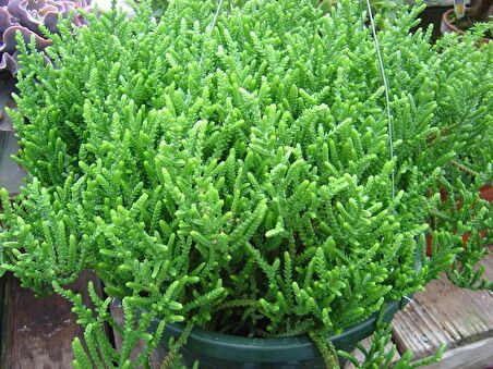 PRENSES ÇAMI CRASSULA MUSCOSA 90 ADET