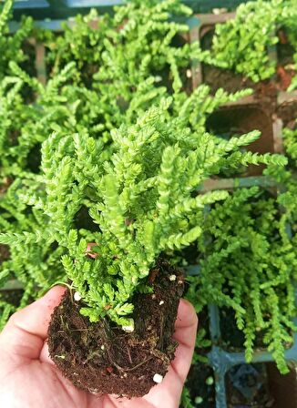 PRENSES ÇAMI CRASSULA MUSCOSA 90 ADET