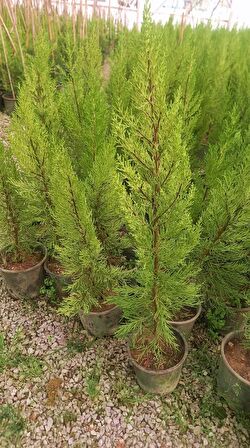 LİMONİ SERVİ 50-70 cm - LİMON ÇAMI