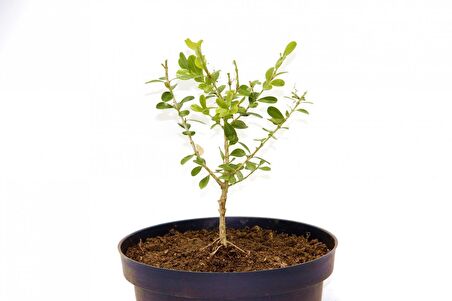 BONSAİ BUXUS ŞİMŞİR - HEDİYELİK 4 YAŞINDA