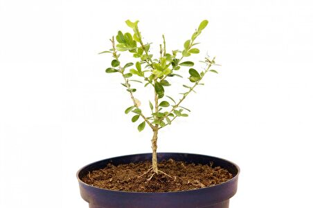 BONSAİ BUXUS ŞİMŞİR - HEDİYELİK 4 YAŞINDA