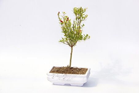 BONSAİ SÜS NARI PUNİCA