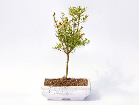 BONSAİ SÜS NARI PUNİCA