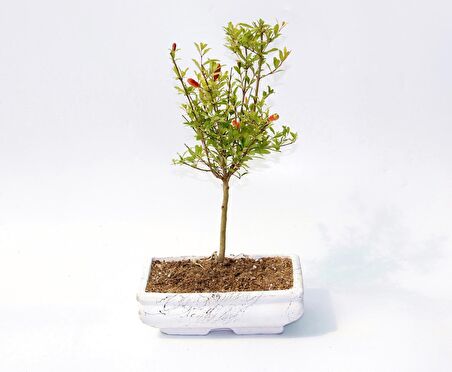 BONSAİ SÜS NARI PUNİCA 3 ADET