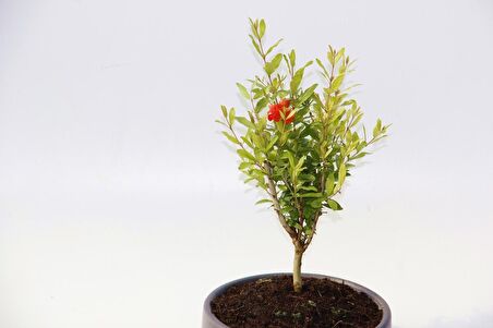 BONSAİ PUNİCA SÜS NARI - GREY SERİSİ HEDİYELİK