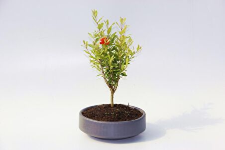 BONSAİ PUNİCA SÜS NARI 2 ADET - GREY SERİSİ HEDİYELİK