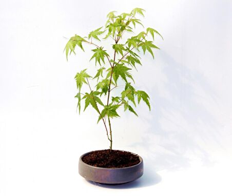 BONSAİ JAPON AKÇAAĞACI 3 ADET - GREY SERİSİ HEDİYELİK