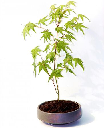 BONSAİ JAPON AKÇAAĞACI 3 ADET - GREY SERİSİ HEDİYELİK