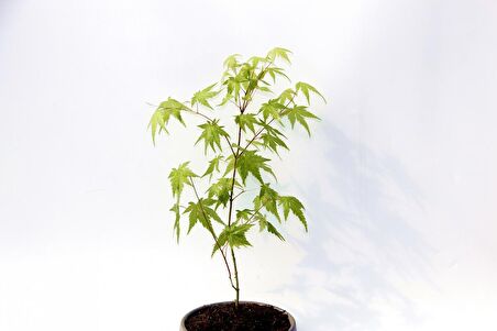 BONSAİ JAPON AKÇAAĞACI 3 ADET - GREY SERİSİ HEDİYELİK