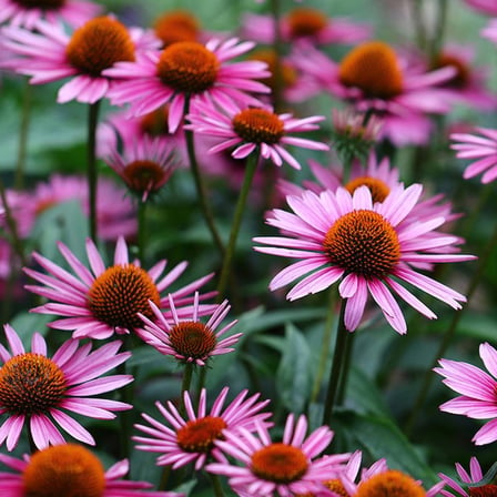 EKİNEZYA FİDESİ 5 ADET - KONİ ÇİÇEĞİ Echinacea Purpurea