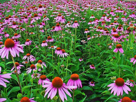 EKİNEZYA FİDESİ 5 ADET - KONİ ÇİÇEĞİ Echinacea Purpurea