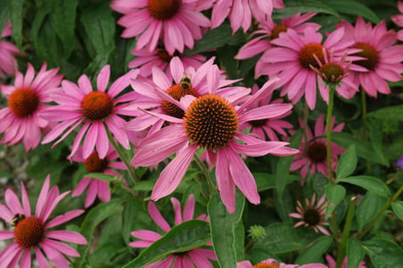 EKİNEZYA FİDESİ 5 ADET - KONİ ÇİÇEĞİ Echinacea Purpurea