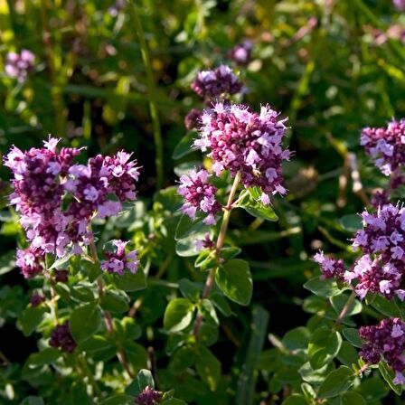 İSTANBUL KEKİĞİ 3 ADET - Origanum Vulgare