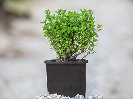 İSTANBUL KEKİĞİ 3 ADET - Origanum Vulgare