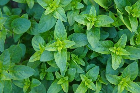 İSTANBUL KEKİĞİ 3 ADET - Origanum Vulgare