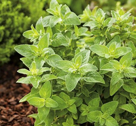 İSTANBUL KEKİĞİ 3 ADET - Origanum Vulgare