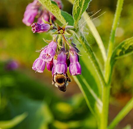 KARAKAFES OTU FİDESİ 3 ADET - Symphytum Officinale