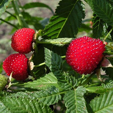 ÇİLEK AHUDUDU FİDANI 5 ADET - Rubus Rosifolius