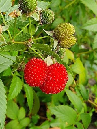 ÇİLEK AHUDUDU FİDANI 5 ADET - Rubus Rosifolius