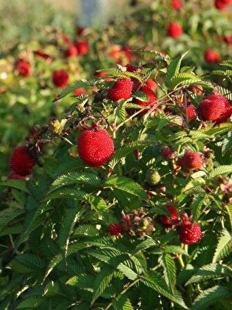 ÇİLEK AHUDUDU FİDANI 5 ADET - Rubus Rosifolius