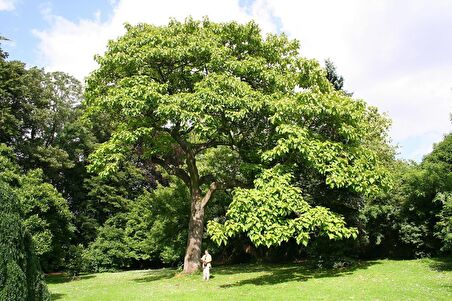 PAVLONYA AĞACI FİDANI - Paulownia Tementosa 30-50 cm