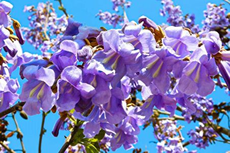 PAVLONYA AĞACI FİDANI 3 ADET - Paulownia Tementosa 30-50 cm