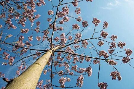 PAVLONYA AĞACI FİDANI 3 ADET - Paulownia Tementosa 30-50 cm