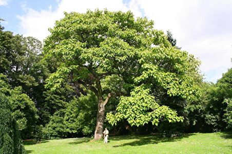 PAVLONYA AĞACI FİDANI 3 ADET - Paulownia Tementosa 30-50 cm
