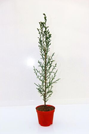 YILBAŞI ÇAMI HEDİYELİK - MİNİ CANLI YILBAŞI AĞACI 30-40 CM