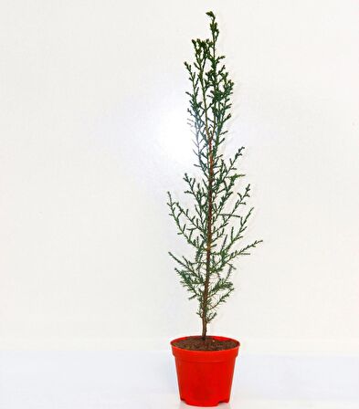 YILBAŞI ÇAMI HEDİYELİK - MİNİ CANLI YILBAŞI AĞACI 30-40 CM
