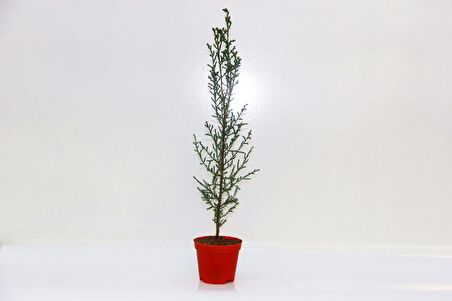 YILBAŞI ÇAMI HEDİYELİK - MİNİ CANLI YILBAŞI AĞACI 30-40 CM