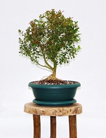 BONSAİ BUXUS - 7 YAŞINDA HEDİYELİK BONSAİ